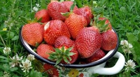 Видове градински ягоди: описание