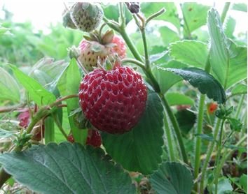 Types of garden strawberries