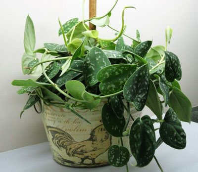 Types of scindapsus with photos: 15 vines for the tropics and living room