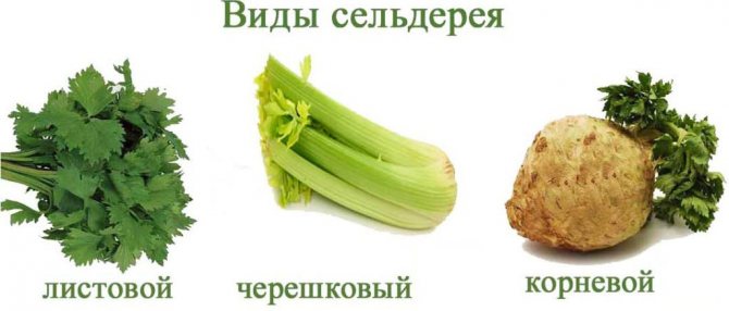 Druhy celeru