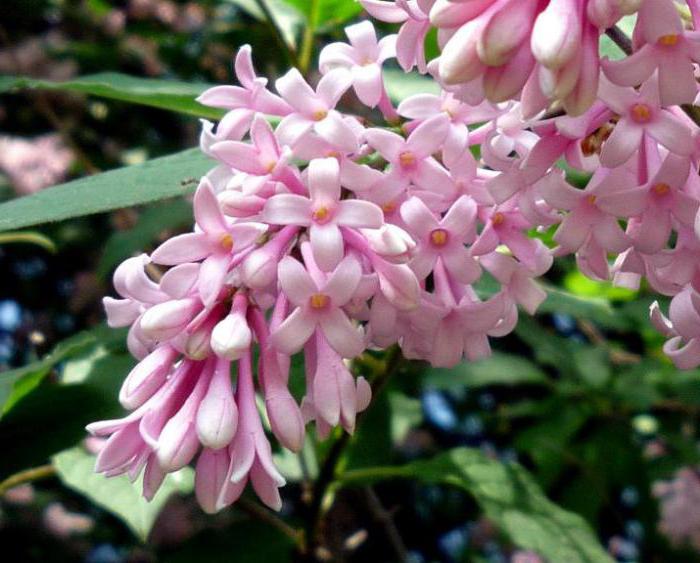 types of lilacs in Russia