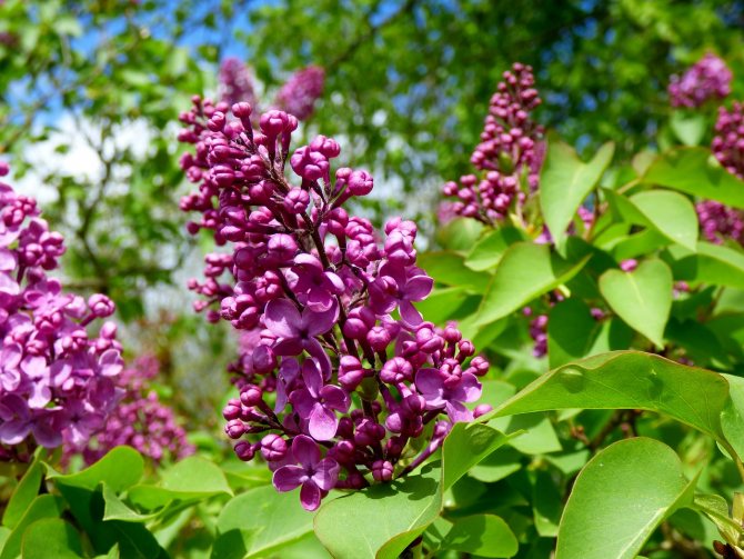 types of lilac