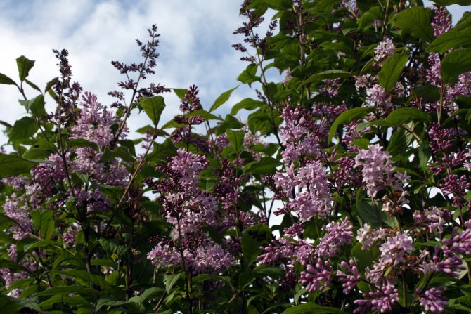 types of lilac