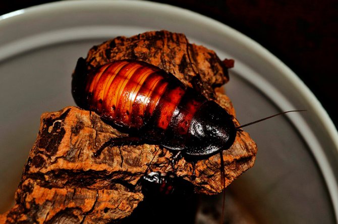 cockroach species