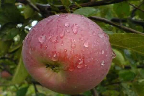 druhy jabloní