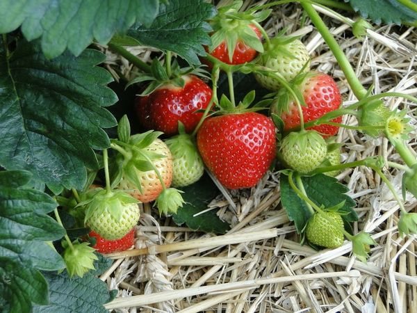 Victoria - a variety of large-fruited strawberries
