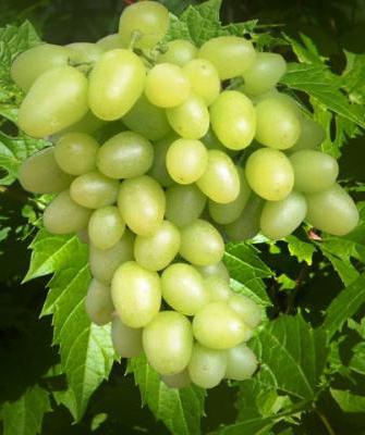 mga review ng bazhena grapes