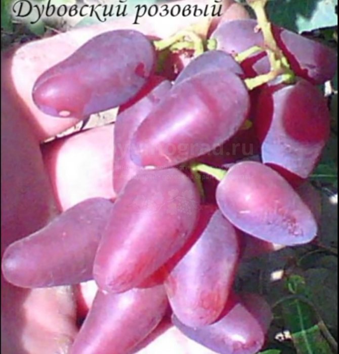 Ang Dubovsky grapes ay 3 larawan