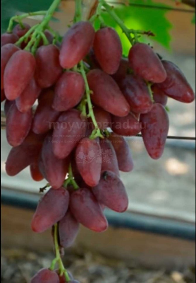 грозде-дъб-розово-сорт-снимка