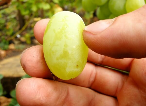 Kesha grapes