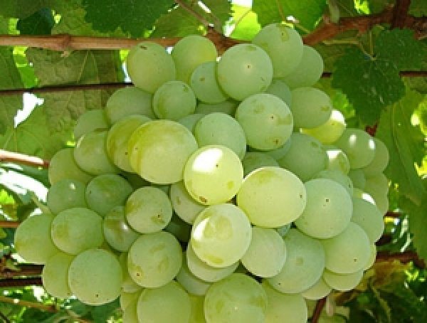 Kesha grapes