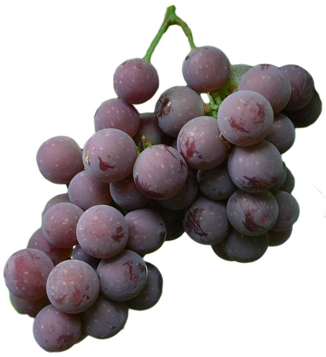 Ulasan gambar penerangan pelbagai jenis anggur Lydia