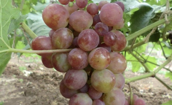 Lydia grapes