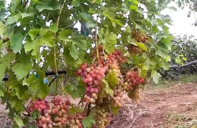 Либия за засаждане на грозде