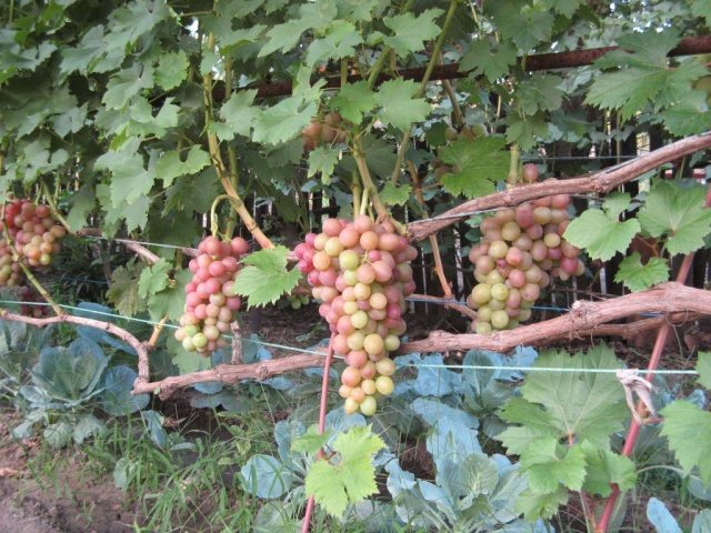 Libya grapes yield