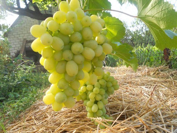 Laura grape
