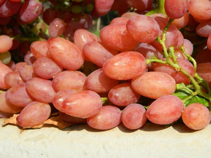 Radiant grapes