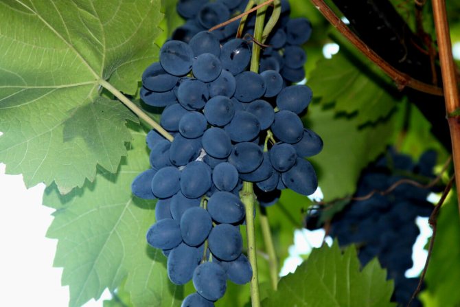 Moldavian grapes