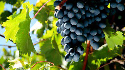 описание на сорта грозде молдова