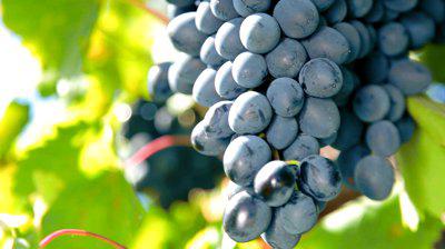 grapes moldova care
