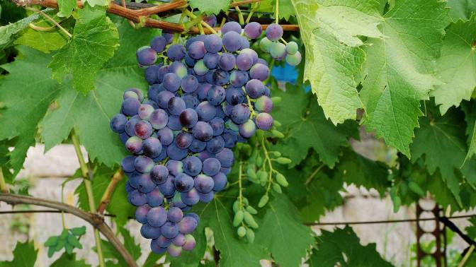 Grapes "Muromets" are grown in Siberia in open field conditions