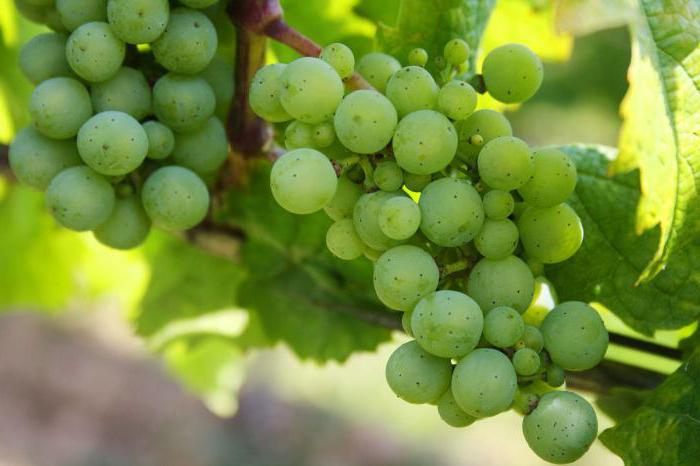 gambar buah pala anggur