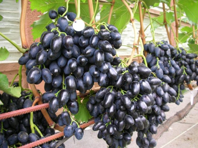 Grapes Nadezhda Azos description and characteristics of the variety, cultivation and care, reviews, photos