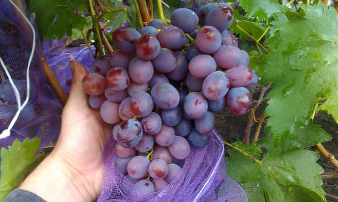 Ниското грозде узрява през последното десетилетие на август или началото на септември