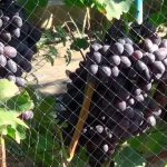 grapes on a net