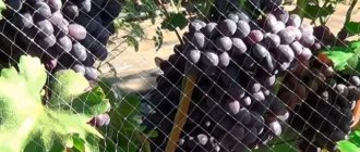 druvor på ett nät