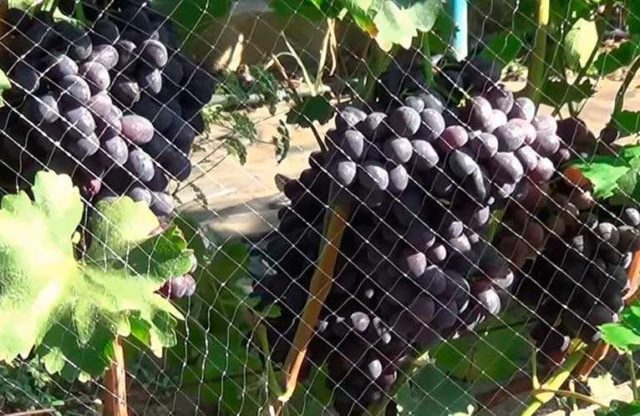 grapes on a net