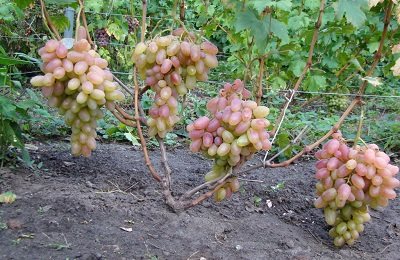 grape transformation