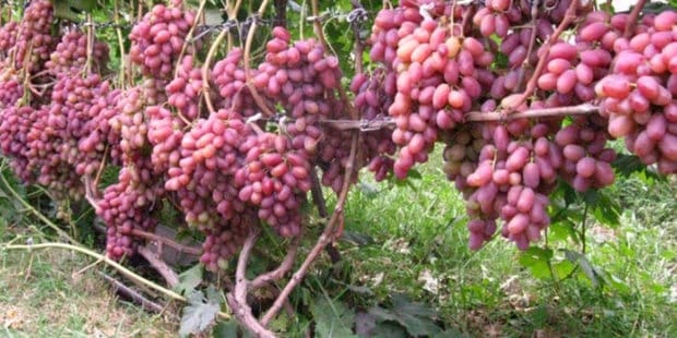 трансформация на грозде