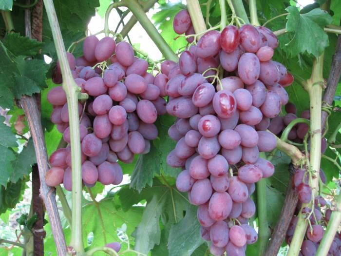 Rumba grapes variety description photo reviews
