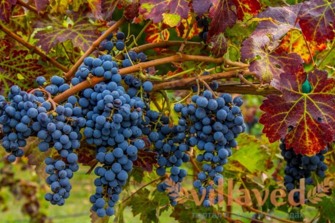Anggur Cabernet Cortis - klasik kematangan awal - Varieti anggur, Anggur