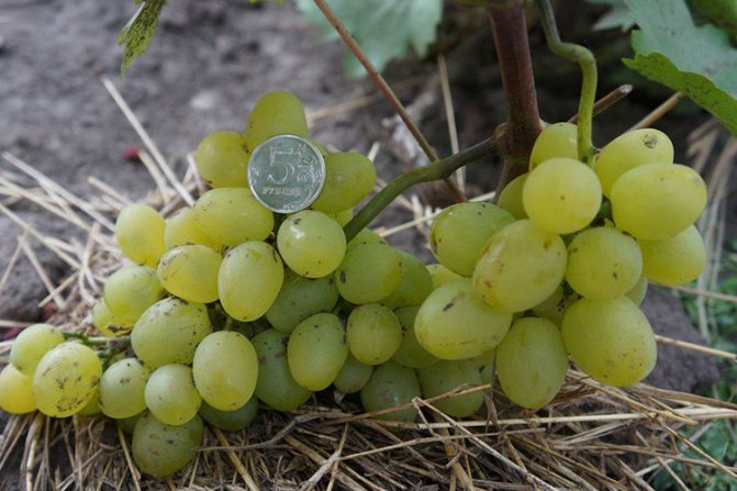 Super-Extra grapes - characteristic