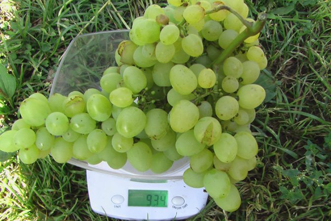 Super-Extra grapes - brush weight