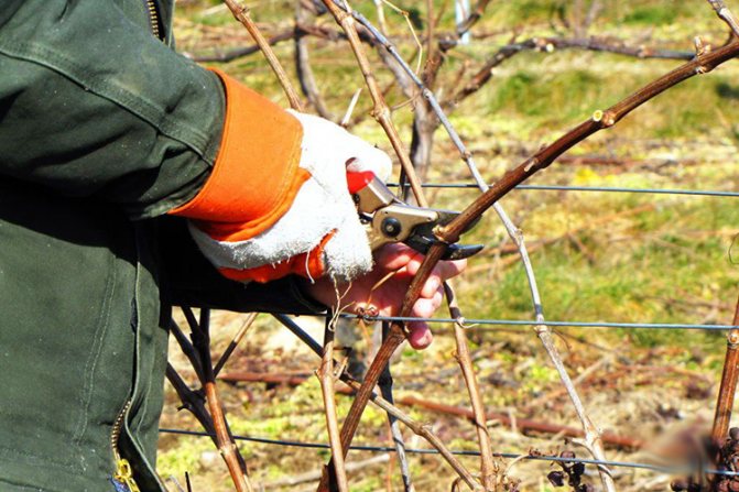Super-Extra Grapes - Pruning