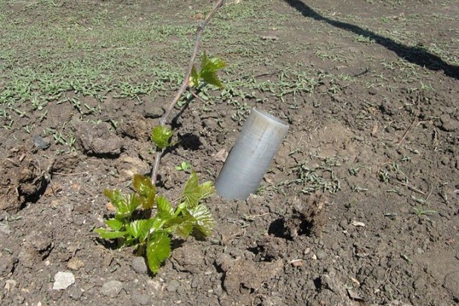Super-Extra grapes - planting