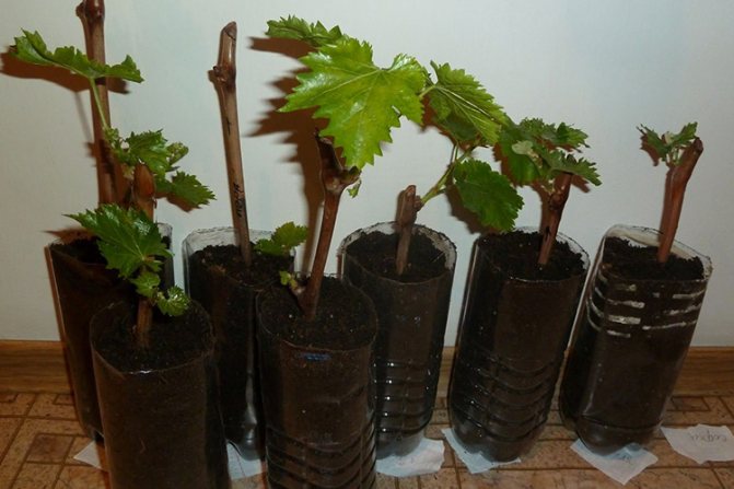 Super-Extra grapes - propagation by cuttings