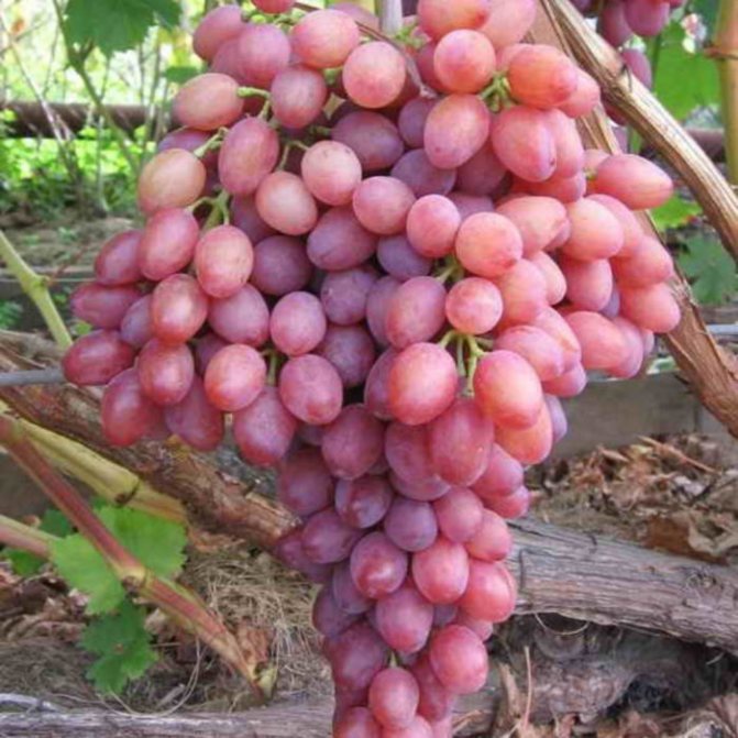 Taifi rosa druvor - beskrivning och foto av sorten