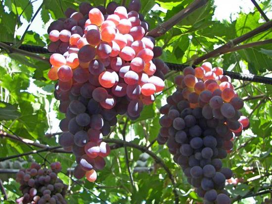 Taifi rosa druvor - beskrivning och foto av sorten