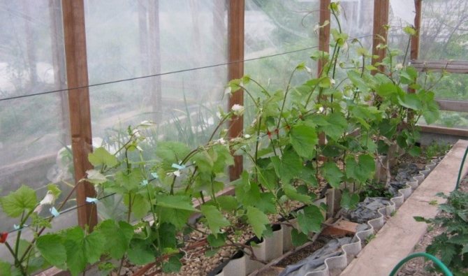 Mga ubas sa greenhouse