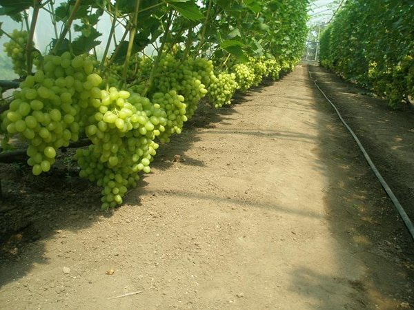 grapes in the greenhouse