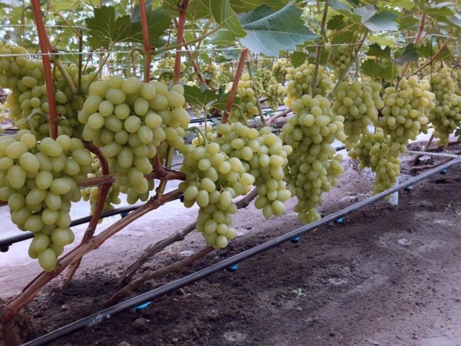 Valek grapes description of the variety with photos and rules of care