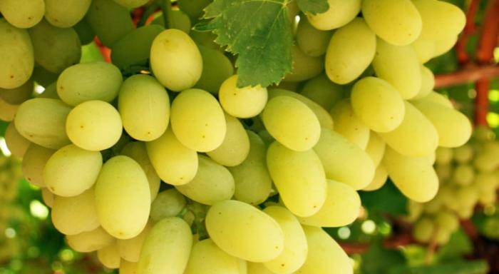 valek grapes