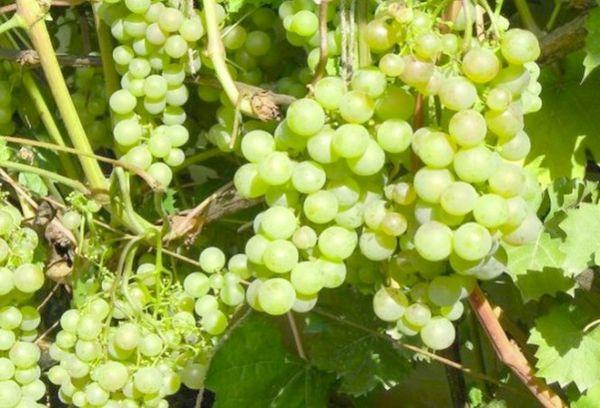 Vaskovsky grapes