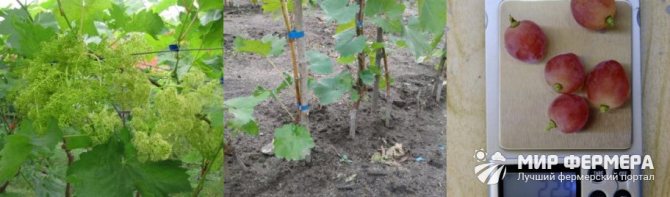 Velez grapes kalamangan at kahinaan