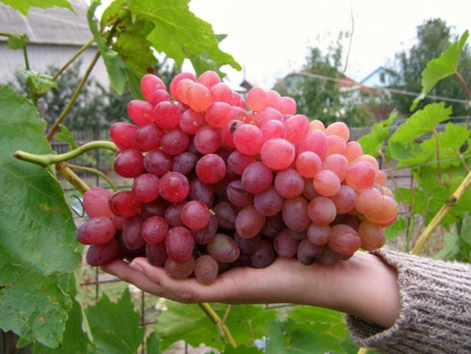 Veles grapes
