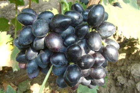 Velika grapes